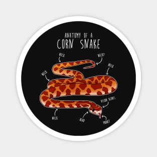 Anatomy of a Corn Snake Magnet